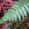 Western Sword Fern