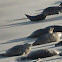 Harbor Seals