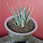 Zebra haworthia