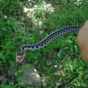 Eastern Garter Snake
