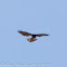 Short-toed Eagle; Aguila Culebrera