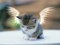 [Angel Kitty[2].jpg]