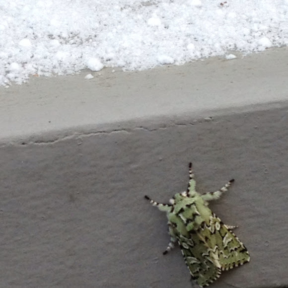 Spotting Image 1