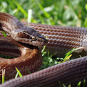 Brown House Snake