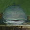 Common Remora