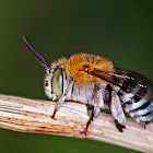Blue banded bee