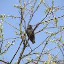 Turdus merula