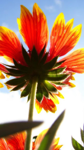 綺麗な花のジグソーパズル