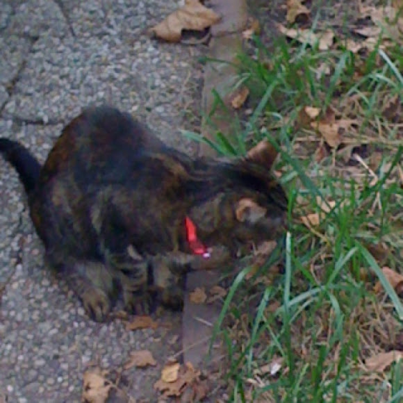 Spotting Image 1