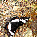 Weidemeyer's Admiral