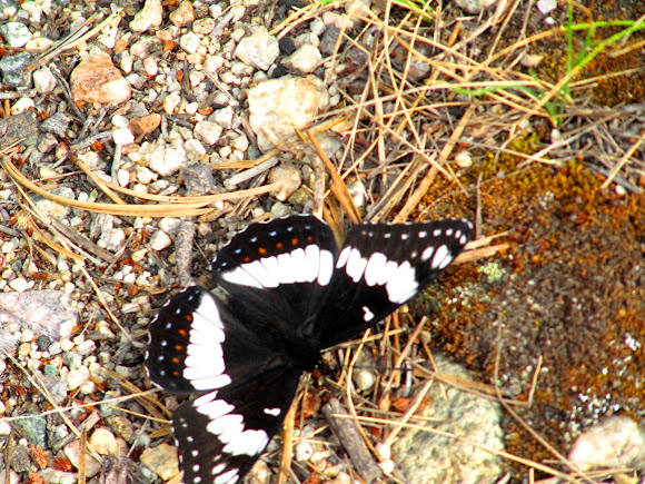 Spotting Image 1