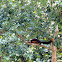 Flying squirrel