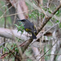 Crescent Honeyeater  