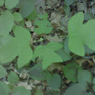 American Tulip tree