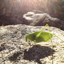 Katydid Grasshopper