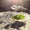 Katydid Grasshopper