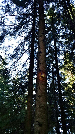 Hirschkäfer am Baum