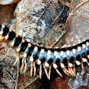 Millipede