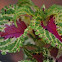 Coleus