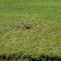 Green Iguana