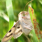 Heliothis Phloxiphaga Moth