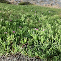 Ice Plant