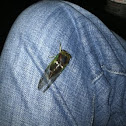 Cicada