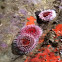 Anemone