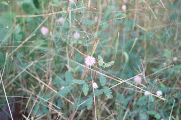 Spotting Image 1