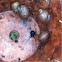 western black widow