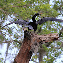 Snake Bird