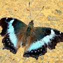 Blue Admiral