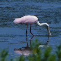 Roseate Spoonbill
