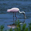Roseate Spoonbill