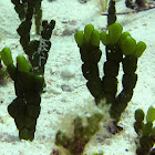 Small Leaf Green Alga
