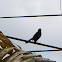 Nicaraguan Grackle