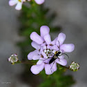 Insecto na flor