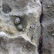 Limpets