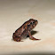 American Toad