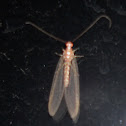 Lacewing