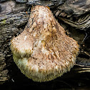 Hericium