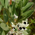 Vicia faba
