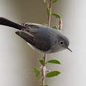 Blue-gray Gnatcatcher