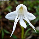 Angel Flower