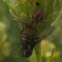 Flower Crab Spider with Fly