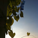 Morning glory