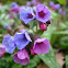 Pulmonaria