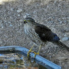 Sharp Shinned Hawk