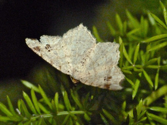 Spotting Image 1