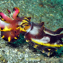 Flamboyant Cuttlefish